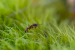 In the world of Ants