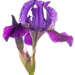 Twin-flowered Iris (Iris bicapitata)