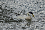 Eider
