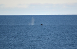 Humpback Whale