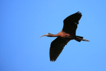 Flying Glossy Ibis, Wakodahatchee Wetlands, Florida