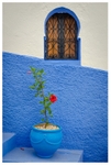 The Red Flower