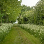 Woodland planting