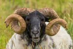 Male Sheep