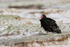 Turkey Vulture, Volunteer Point, Falklands