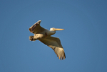 Dalmatian Pelican