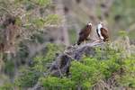 Ospreys at nest early morning, Blue Cypress Lake, Florida