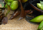 ANG012: Hyacinth crab