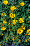 flower-26