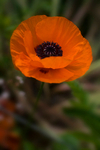 Orange flower - 5377