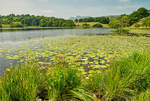 Loughrigg Tarn