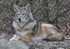 Red Wolf