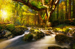 Forest Deep