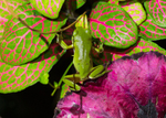 Frog with Colour 2