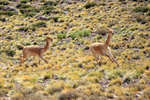 Vicunas running, near Salar de Talar, Atacama Desert, Chile