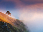 Winnats Tree In Mist