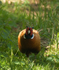 Pheasant