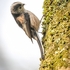 BBG-09-Long-tailed Tit, Botanic Gardens, Glasgow
