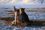Huskies 9485