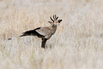 Secretary Bird