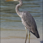 Grey Heron