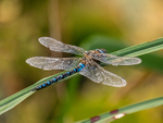 Migrant Hawker