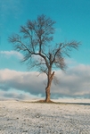 TheTreeCombinedLayers2007Lg