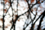 autumn branches