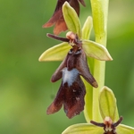 Fly Orchid (Ophrys insectifera)