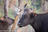 Gaur