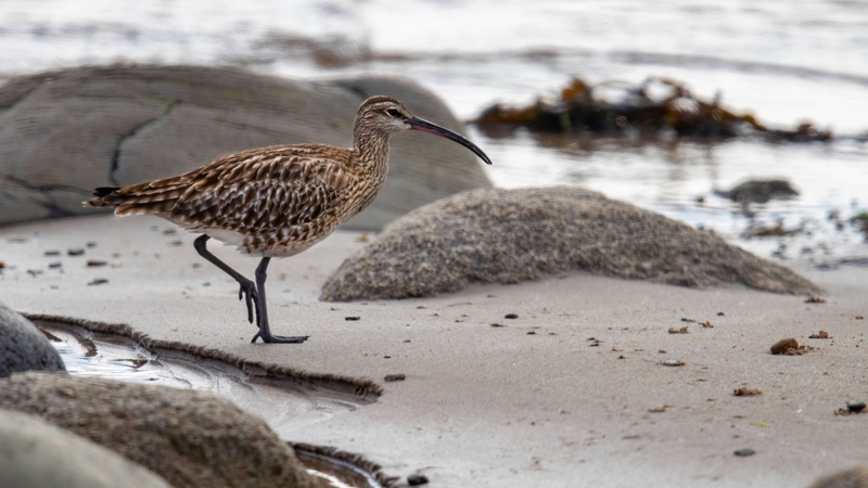 Eurasian Whimbrel - Kildonan - Isle of Arran - Scotland