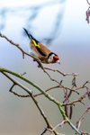 goldfinch Carduelis carduelis 1250