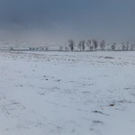 Winter trees as viewed from Haberwain Rigg above Shap Quarry