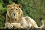 Asiatic Lion - Rana (Cotswold Wildlife Park)
