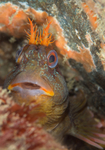 Parablennius gattorugine