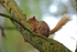 Red Squirrel
