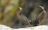 Cormorants in Runde island