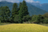01 Rice Field with Trees