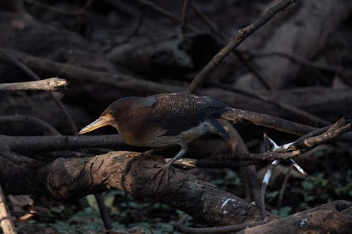 This was our guides highlight as he had only seen 2 in 20 years!