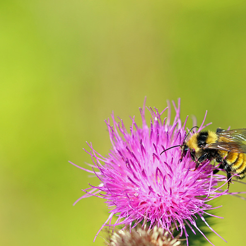 Northern Amber Bumble Bee