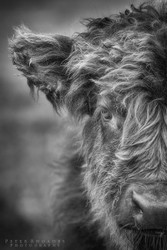Highland Cow 010