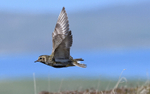 Golden plover