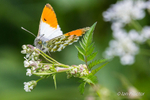 Orange-tip Butterfly on foliage