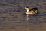 Crested Duck swimming, Machuca, Chile