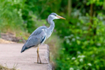 heron Ardea cinerea-5805