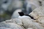 Razorbill