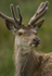 Red Deer, Isle of Mull (RD/J/11/1)