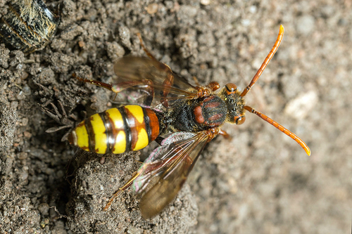 [i]Nomada flava[/i] female. Staffordshire garden, May 2015. Near to [i]Andrena nigroaenea[/i] mining bee nests.