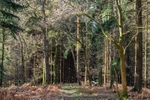 Spring Woodland Walk No.2