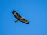 Common Buzzard
